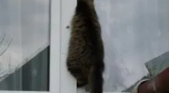 Ako pomôcť mačke, ktorá je uviaznutá v plastovom okne